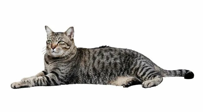 Фото взято из открытого доступа.