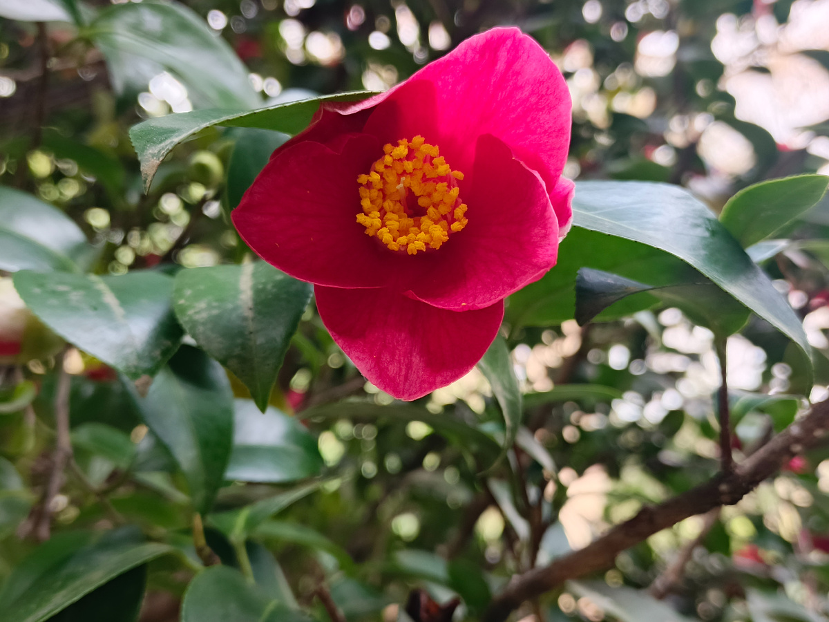 ФТ Сириус, парк "Южные культуры", Камелия Японская, март 2026 года