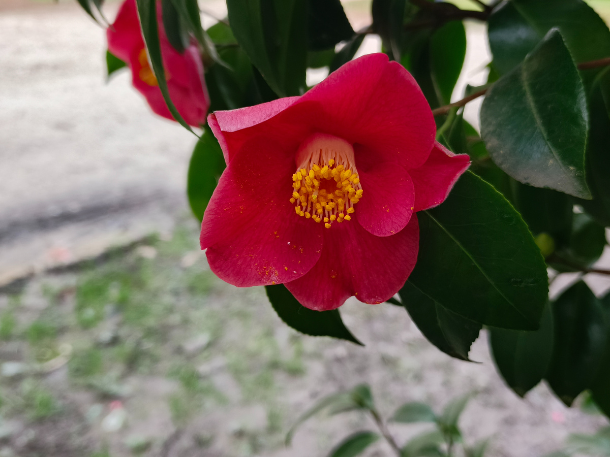 ФТ Сириус, парк "Южные культуры", Камелия Японская, март 2026 года