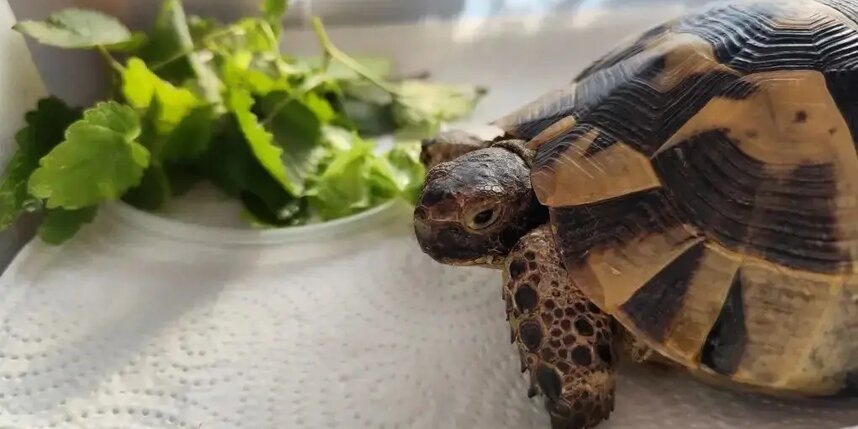    max.ru/Rosprirodnadzor_official