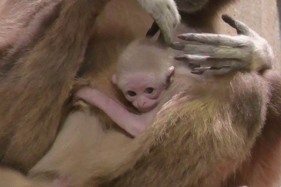    Малышка родилась в начале января 2026 года. Фото: t.me/lenzoopark