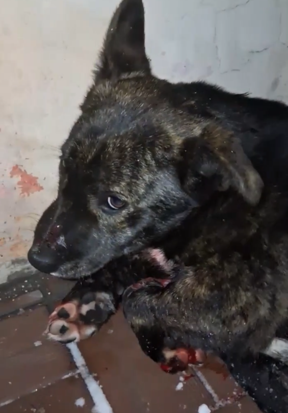 Разве на Тигра? Вот и мы так решили)