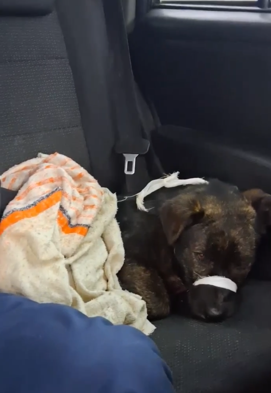 Тигра едет в клинику