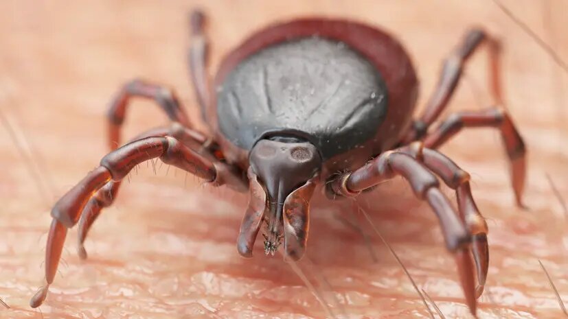    Источник: russian.rt.com Анна Тихомирова