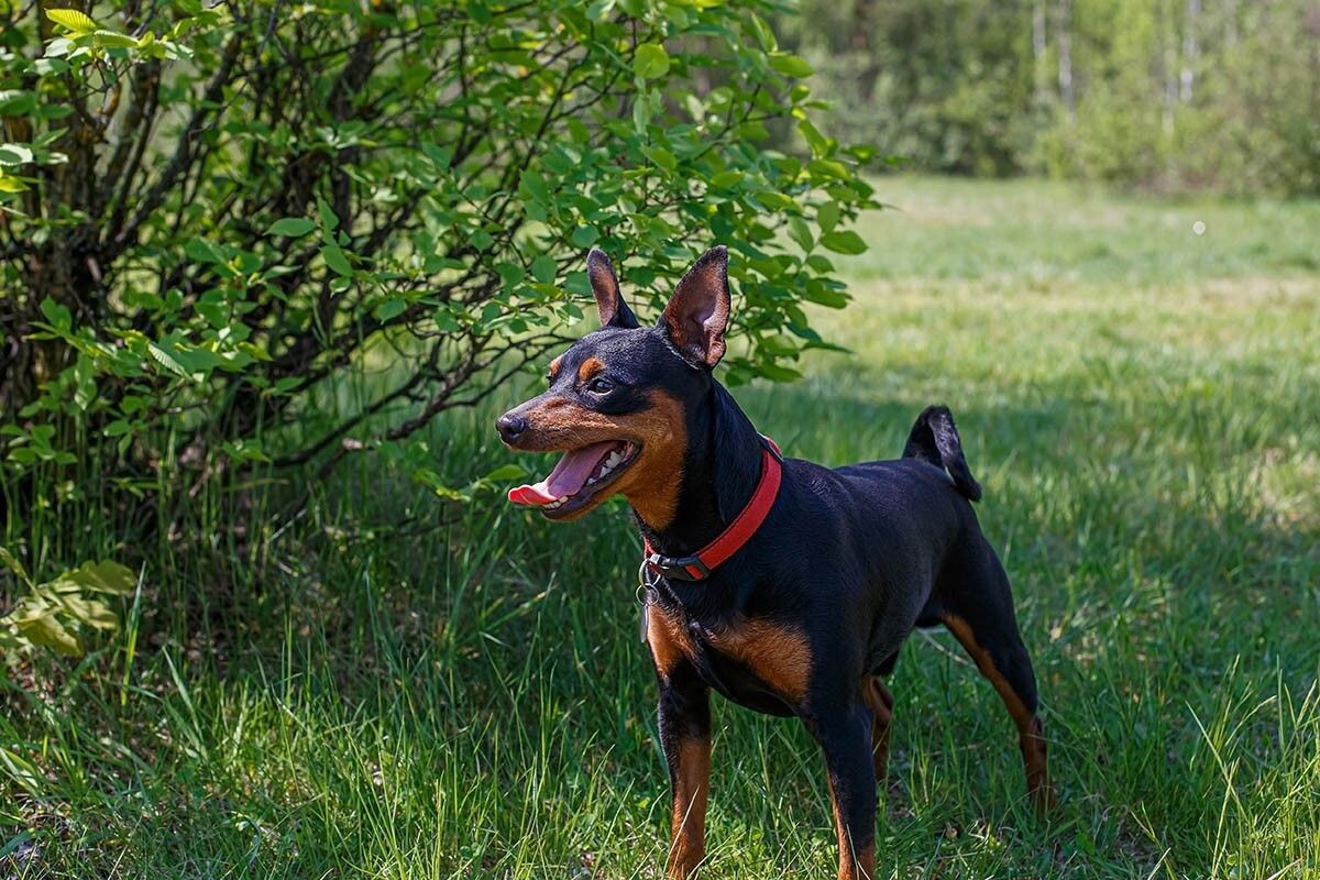 Изначально цвергпинчеров заводили для охраны дома, хозяйства и лошадей. Источник: Alexander-2020 / Shutterstock / FOTODOM📷
