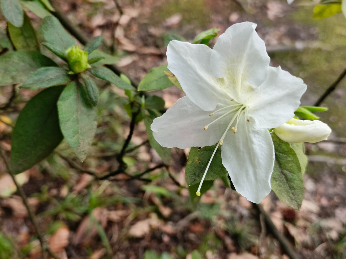 ФТ Сириус, парк "Южные культуры", Азалия Белая, март 2026 года