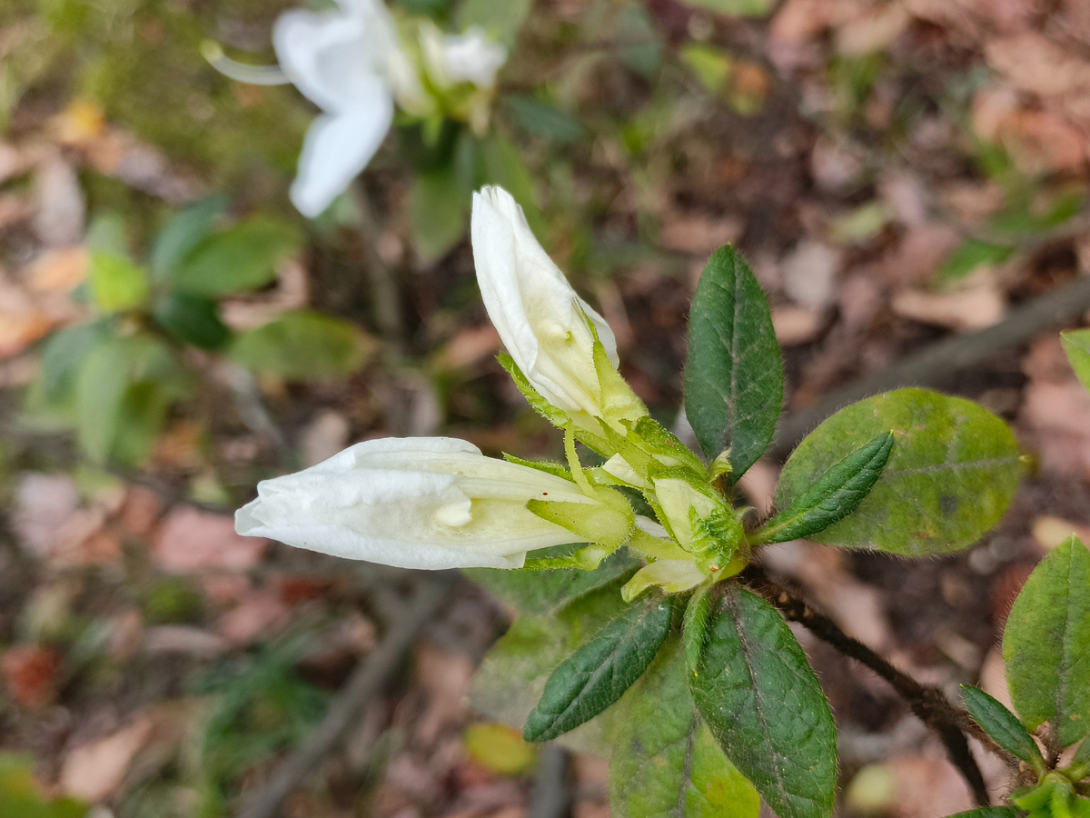 ФТ Сириус, парк "Южные культуры", Азалия Белая, март 2026 года