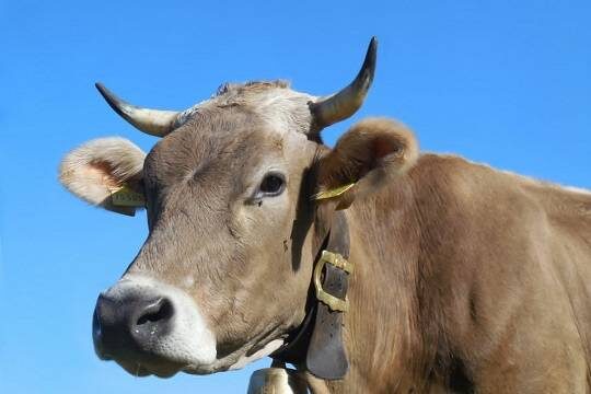    Ветслужба назвала причины вспышки пастереллёза в Новосибирской области (фото: pxhere/Sabine)