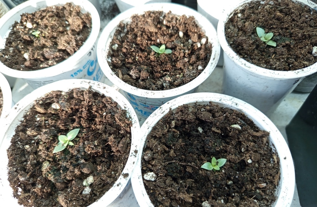  Рассада эустомы