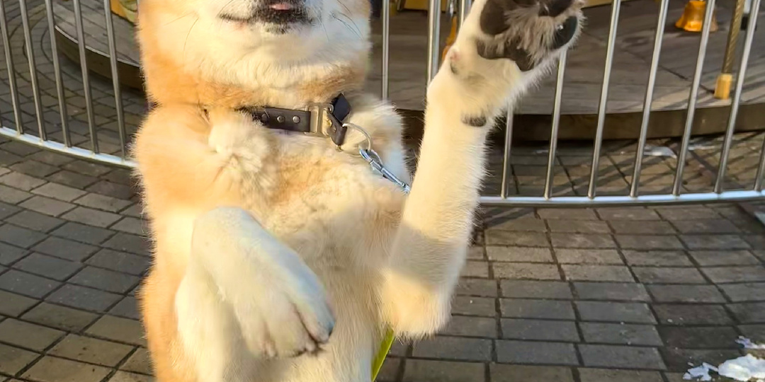 Топ моих поводков