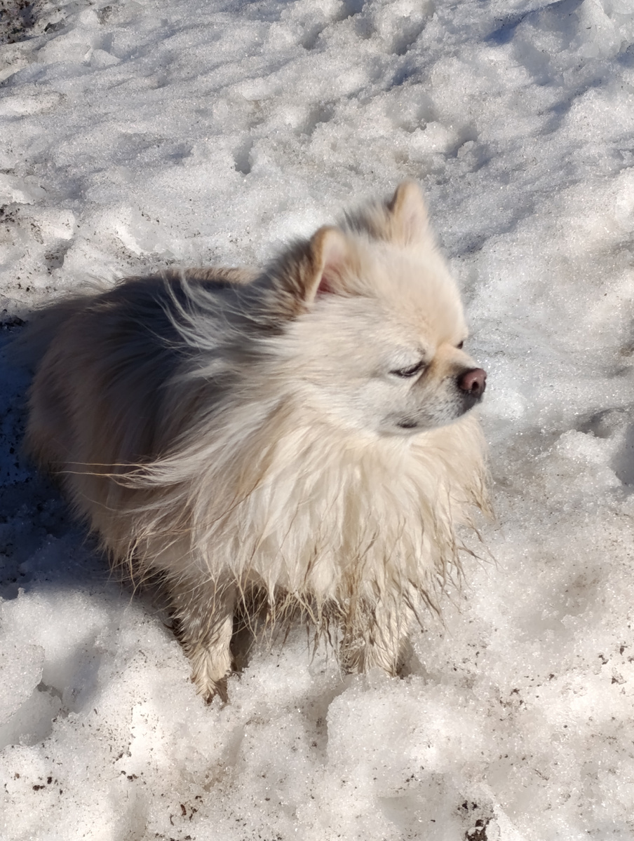 Я Буба! Бубочка! Бубэ́н! Я не спрашиваю разрешения у ветра. Моя морда вылеплена из теней и времени. В них нет ни просьбы, ни жалости, только холодное спокойствие. Я двигаюсь плавно, без лишних движений, без суеты. От меня пахнет озоном перед грозой, старой кожей, машинным маслом и свободой. Этот запах не купишь в бутике. Я не ищу компанию. Не потому, что мизантроп. Просто я давно понял: волки сбиваются в стаю, чтобы выжить. А я  выжил, чтобы понять — я сильнее в одиночку. Мне не нужен тот, кто прикроет спину. Спина прикрыта горами, пустошами и тысячами километров дорог, которые я оставил за собой. Я судьба, которую не выбирают. Я судьба, с которой просто живут...