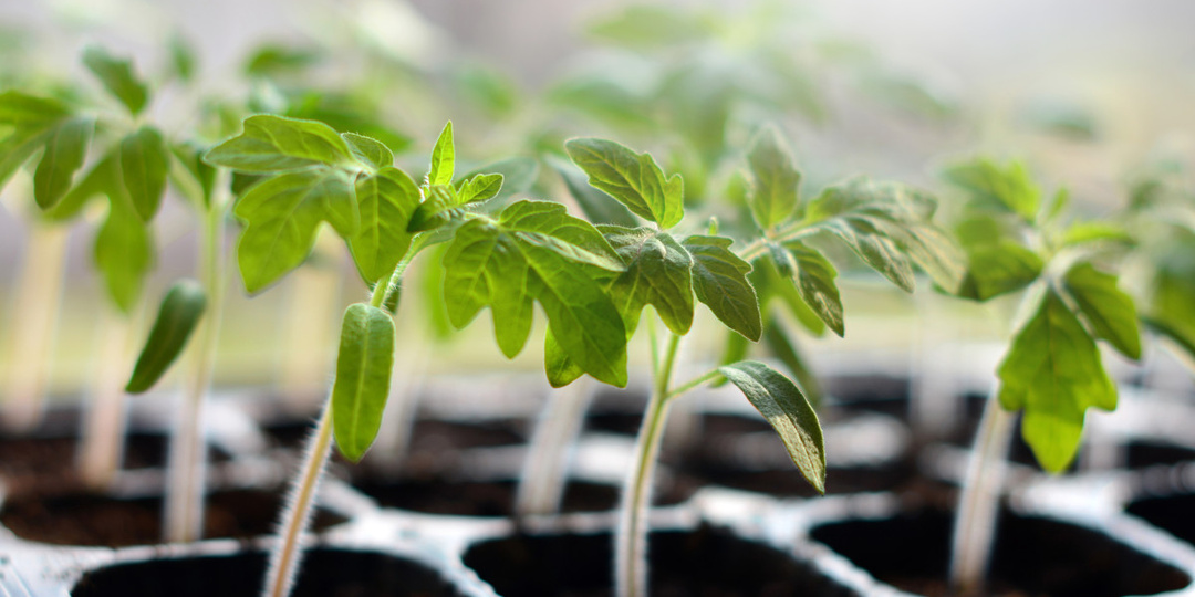 Рассада в 2026 году: точный календарь посева от эксперта Роскачества — не пропустите сроки!