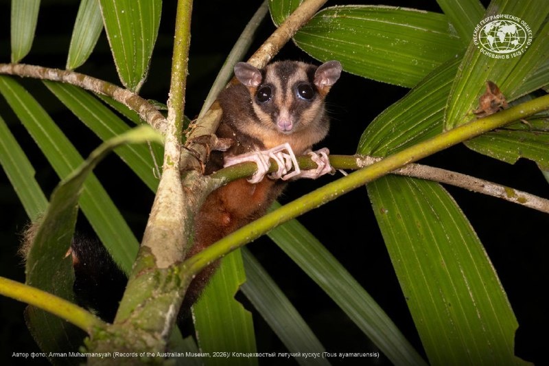 Кускус не вымер, кускус — жив: история научного «переоткрытия»