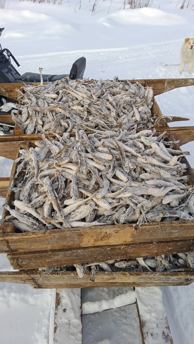    Ученые говорят о снижении уловов наваги в Белом море© пресс-служба ВНИРО