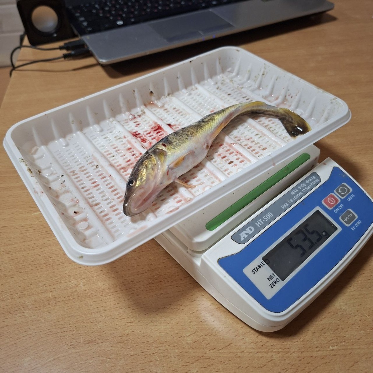    Ученые говорят о снижении уловов наваги в Белом море© пресс-служба ВНИРО