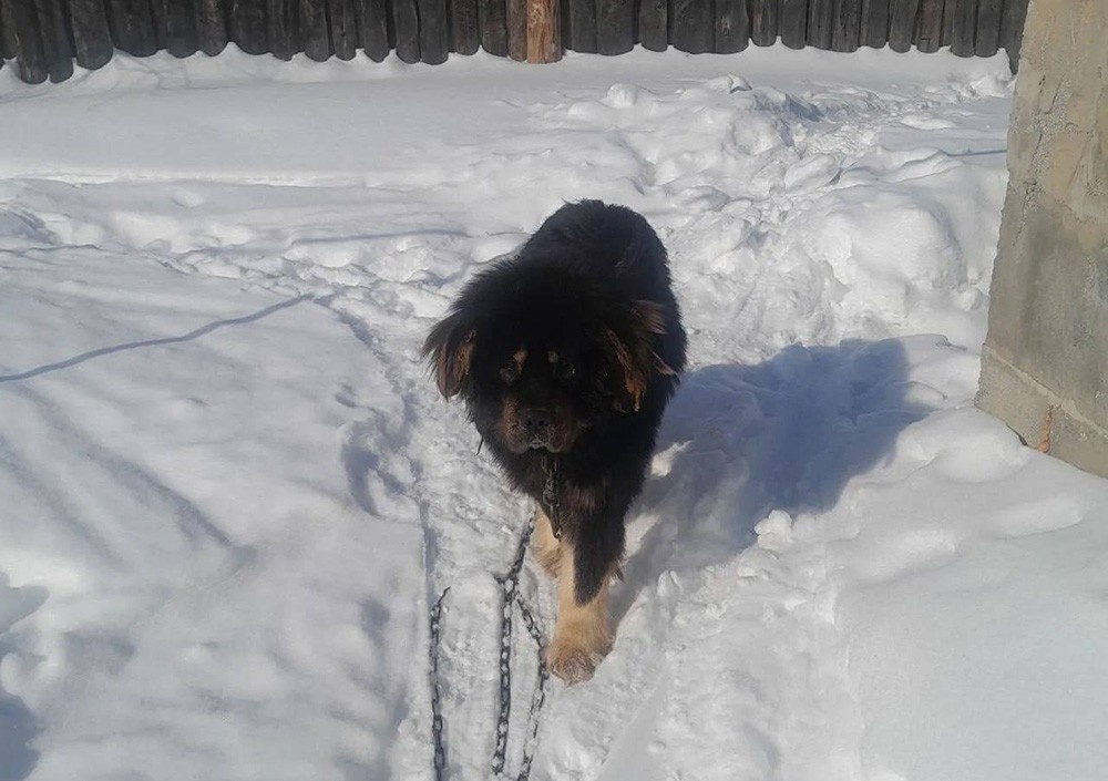     Фото: благотворительный фонд «ЗооЗащита» / zooekb.ru