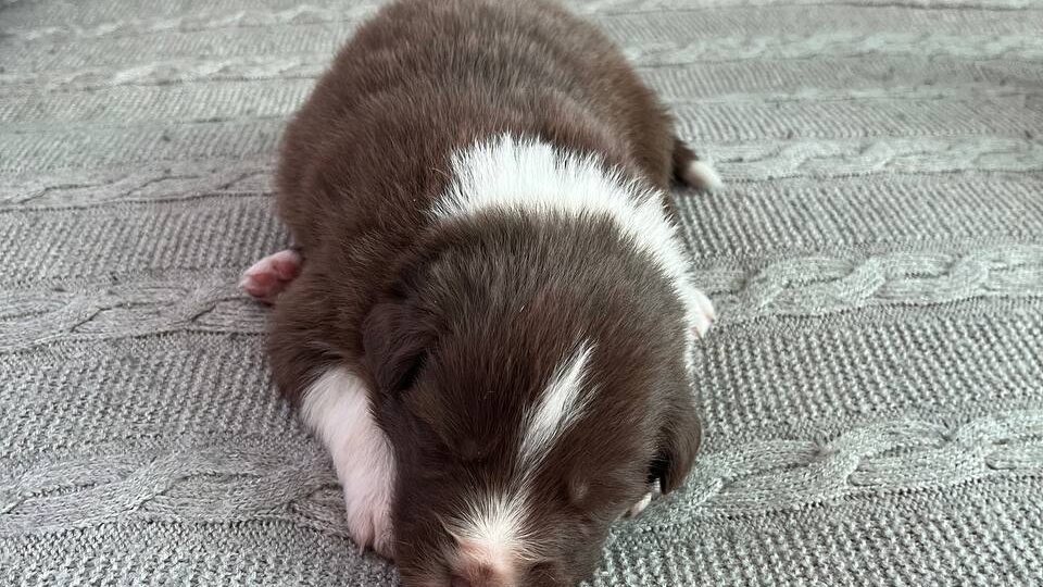 Поснимали немного малышей Фенди