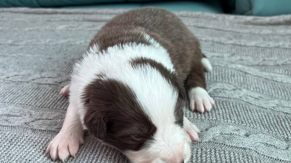 А это первый с широкой белой проточиной