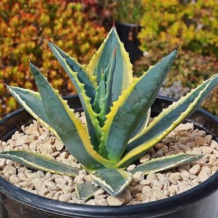 АГАВА АМЕРИКАНСКАЯ ВАРИЕГАТА (Agave americana Variegata)