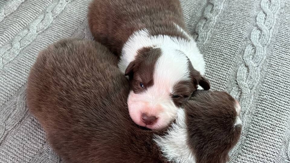 Ну и оба малыша вместе