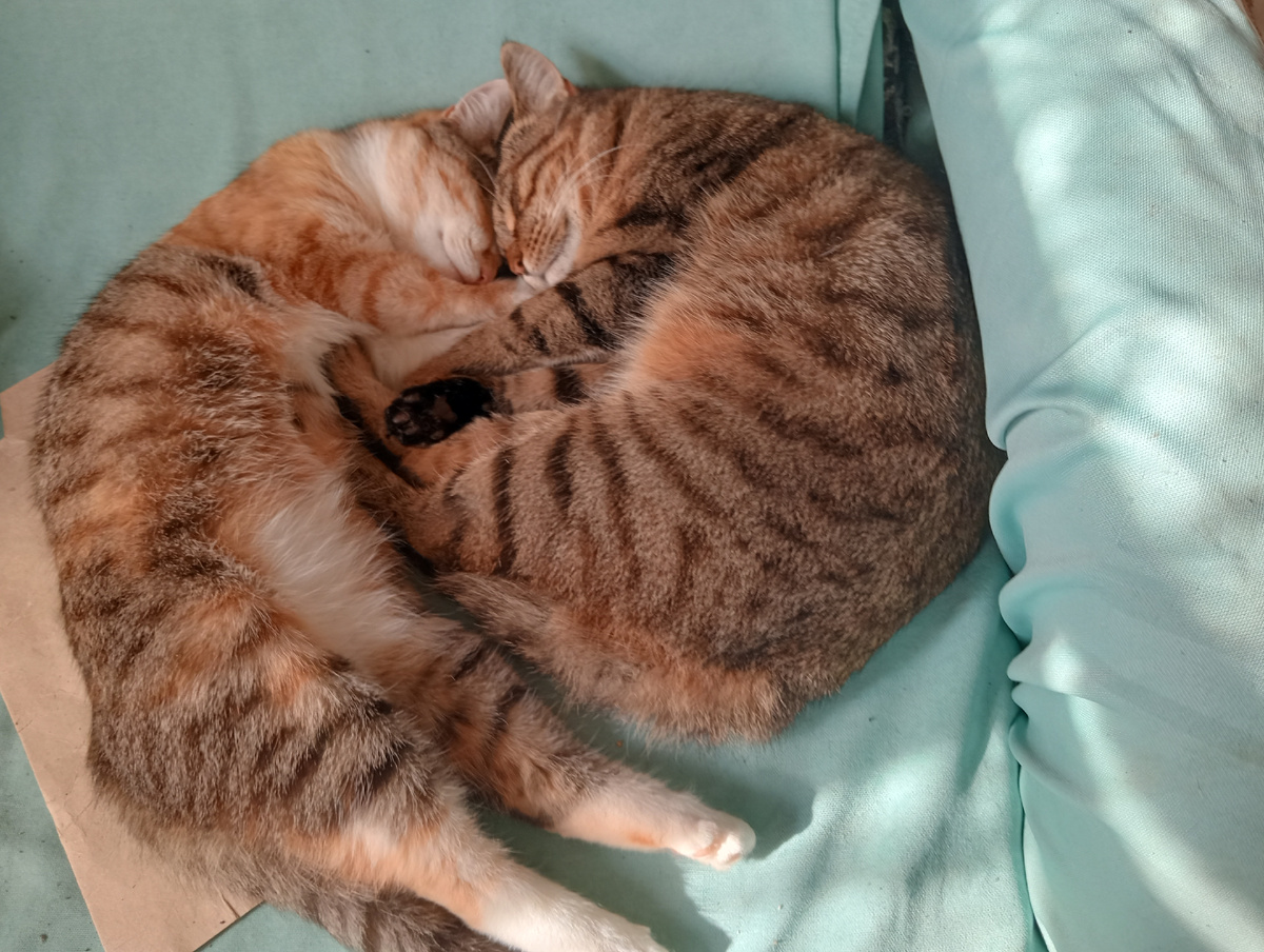 Спят девочки, сестрёнки мои!