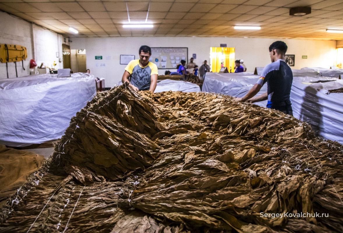 Мировой рынок сигарилл