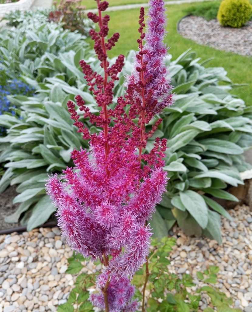  Астильба на фоне чистеца