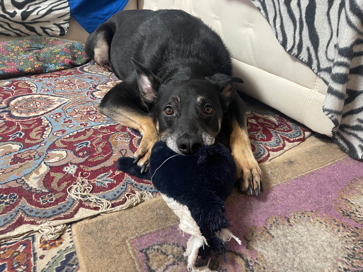 Эм... Ну... Если что, я попросил Мишу не показывать в начале статьи самую любимую игрушку 😅!