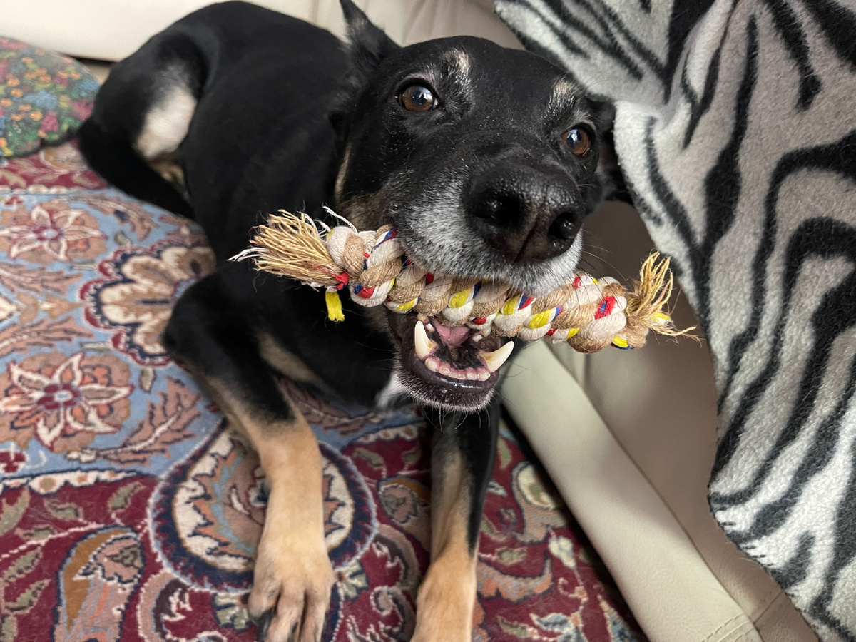 Моя самая любимая игрушка — канатик!