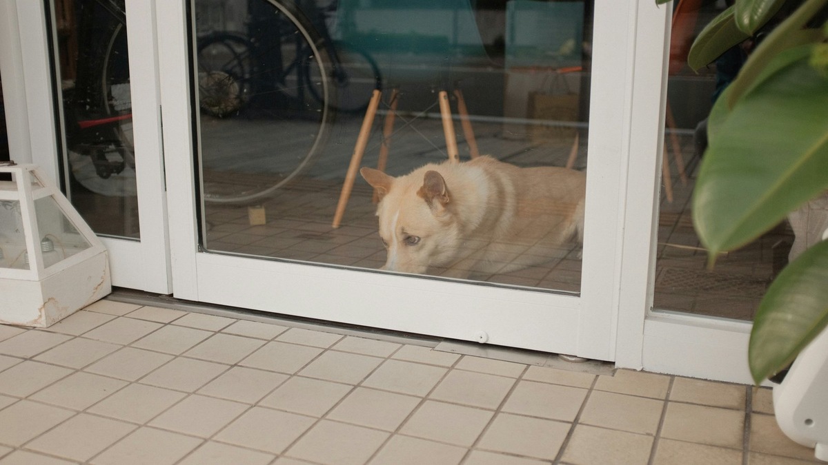    Собаки для многих пожилых людей становятся главными компаньонами, но их количество требует ответственности