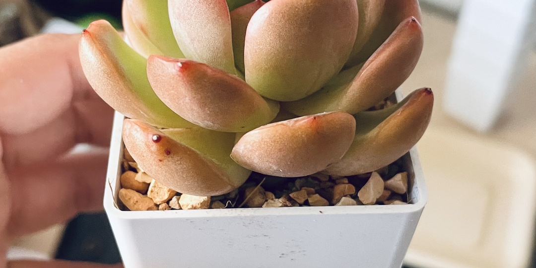 Укоренение суккулентов в грунте: самый популярный метод, но подходит ли он всем?