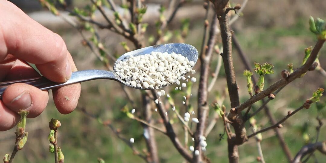 Первая весенняя подкормка черной смородины: как обеспечить обильный урожай ягод?