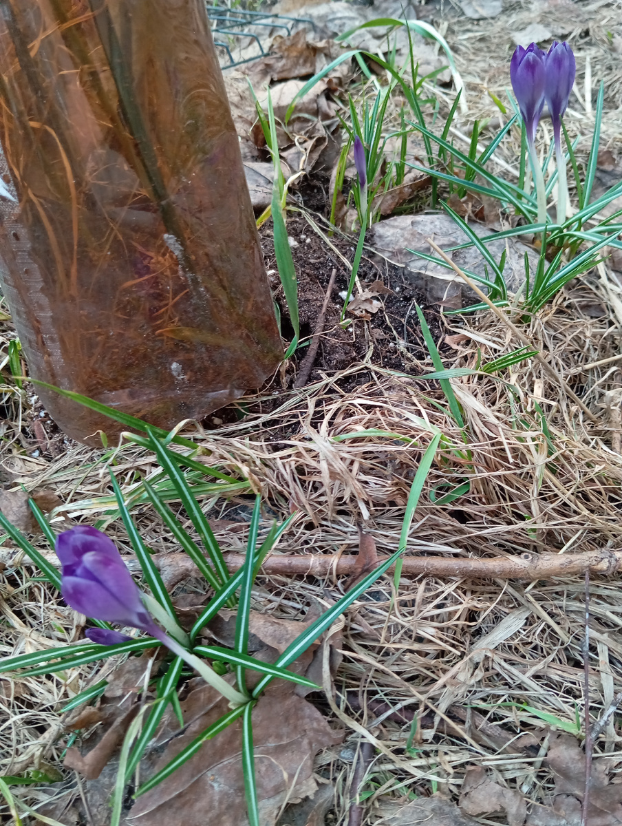 Крокусы