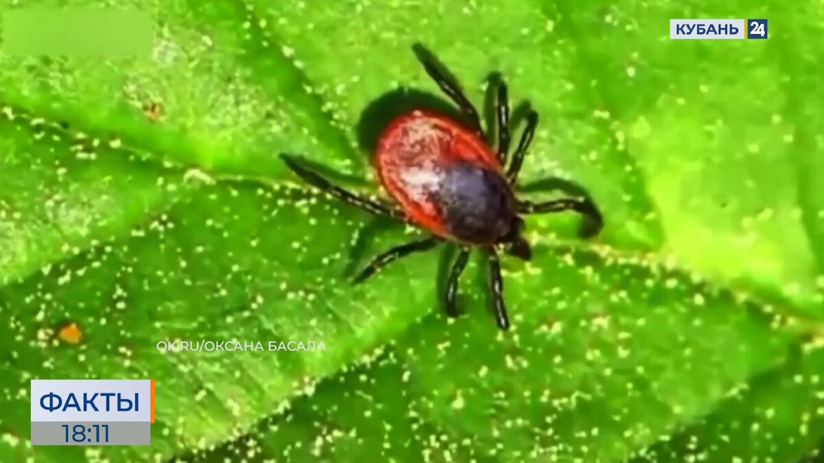    Скриншот видео телеканала «Кубань 24»