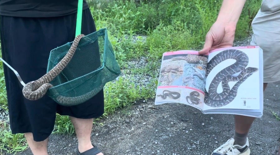 Обыкновенный щитомордник. Gloydius halys.