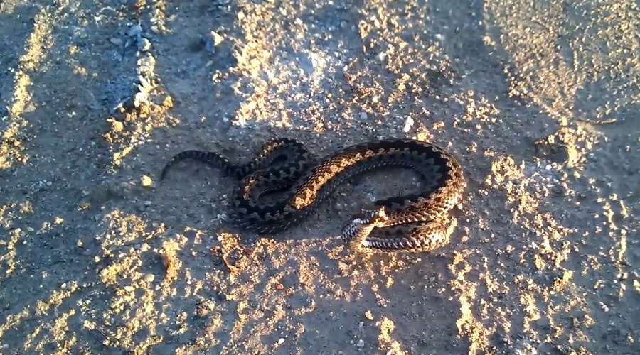 Обыкновенная гадюка. Vipera berus