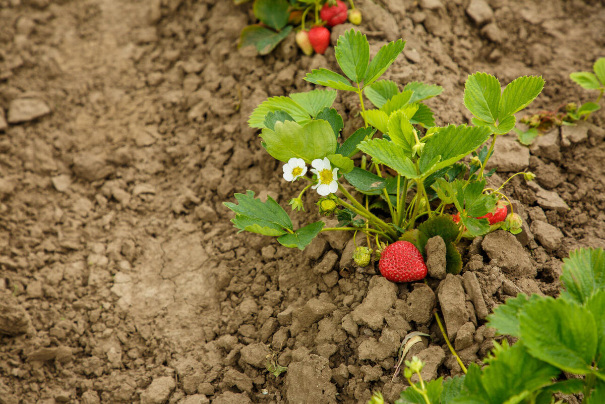    Клубника 123RF/legion-media.ru