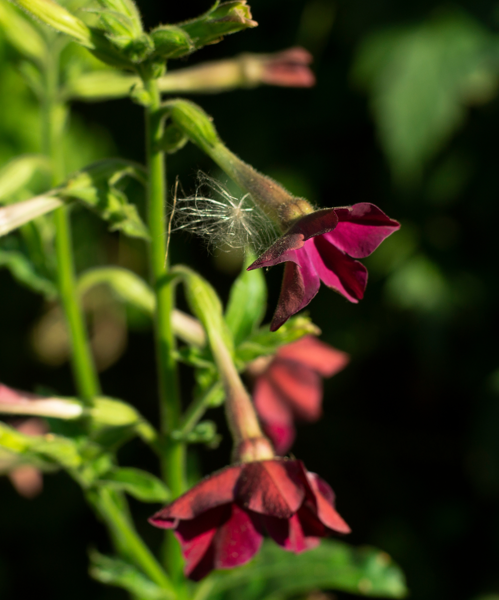 Табак душистый. Фото автора.