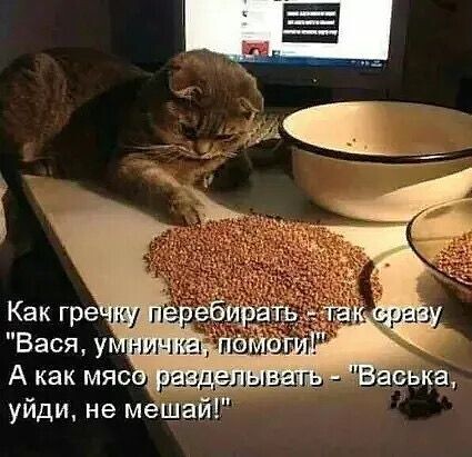 Яндекс картинки 