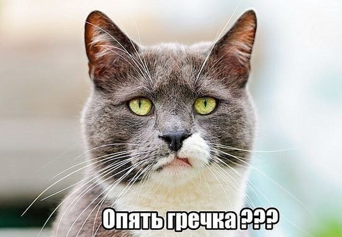 Коты и гречка 😼