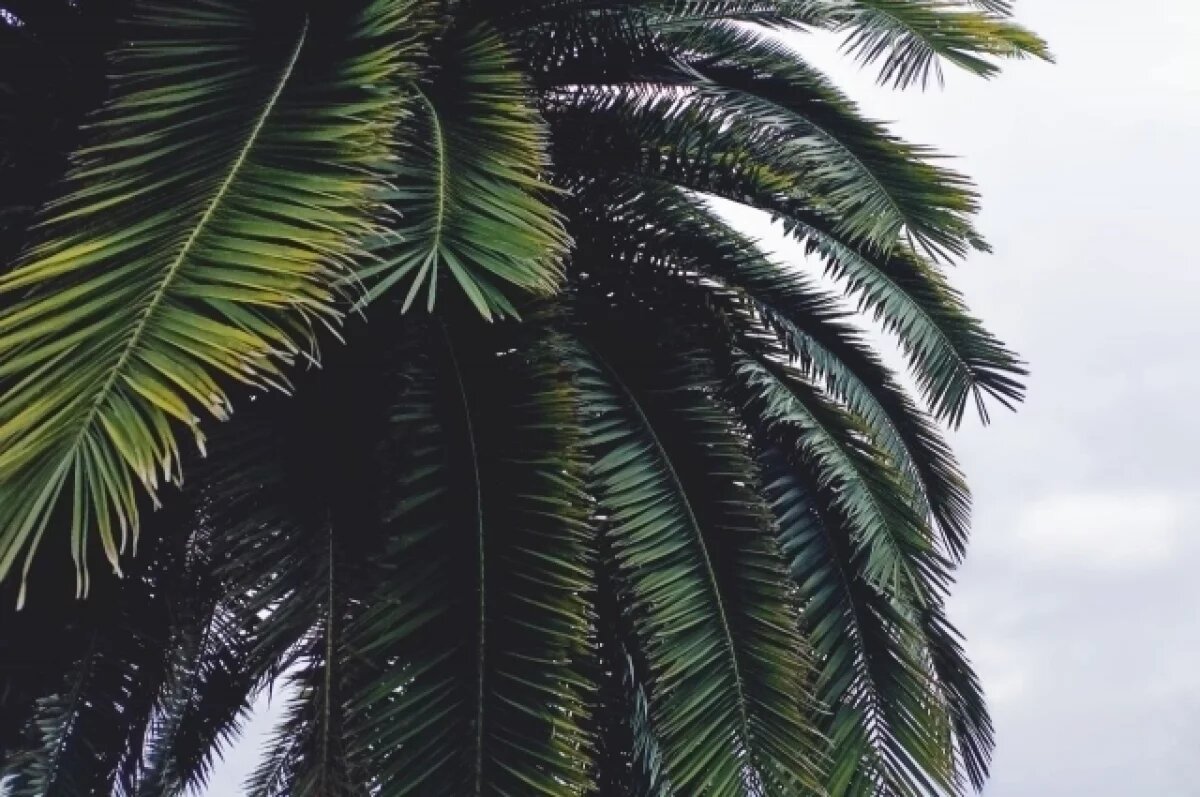    Угрозу атаки БПЛА объявили вечером 17 марта в Сочи