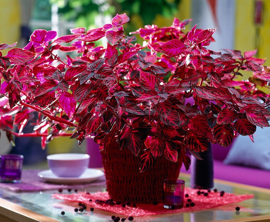 Фотография из интернета