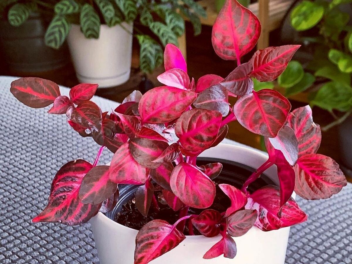 Фотография из интернета