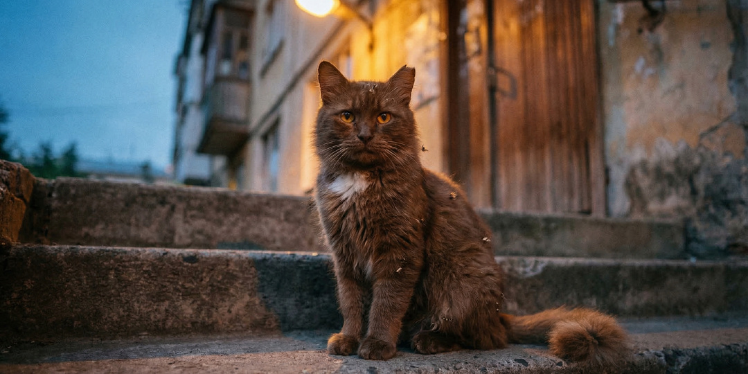 Кот пропал на 3 месяца. А потом бросил ради неё другую. Часть 2