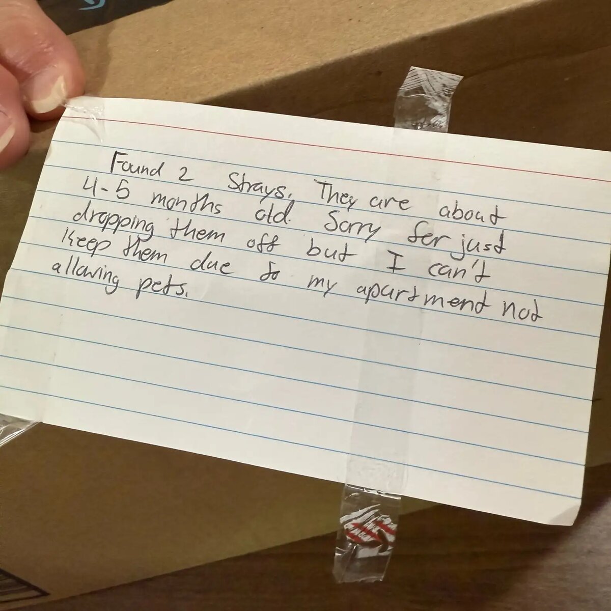 Stray Rescue of St. Louis