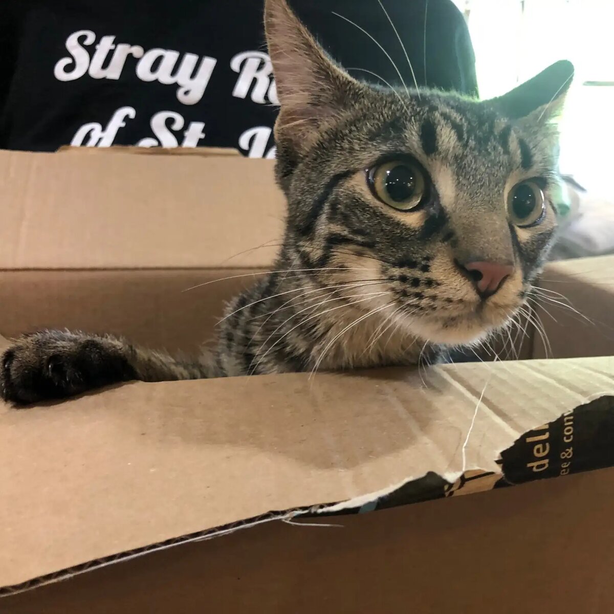 Stray Rescue of St. Louis