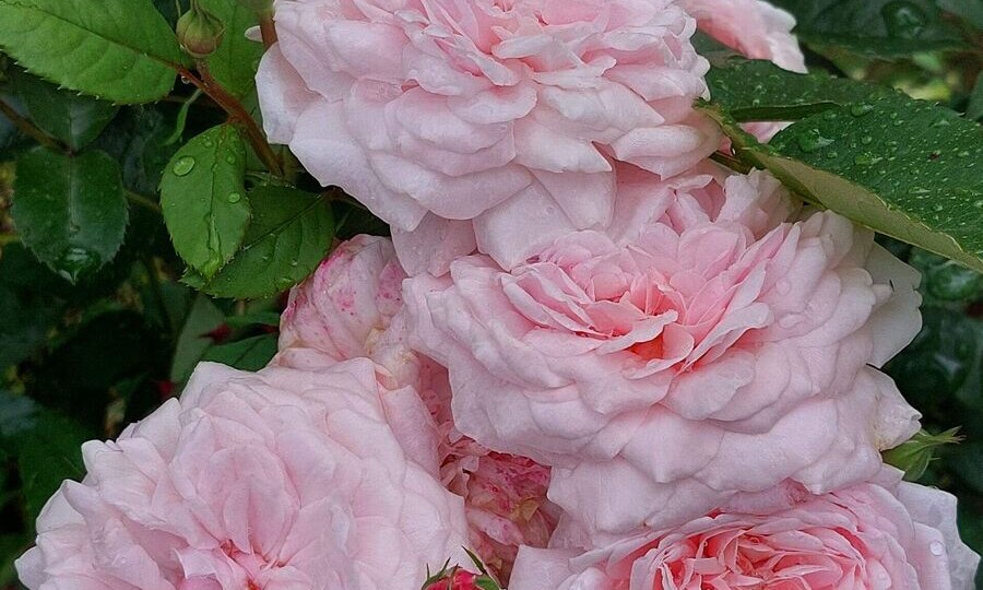 Отзыв о чайно-гибридной розе «Свит Антик» (Sweet Antike)