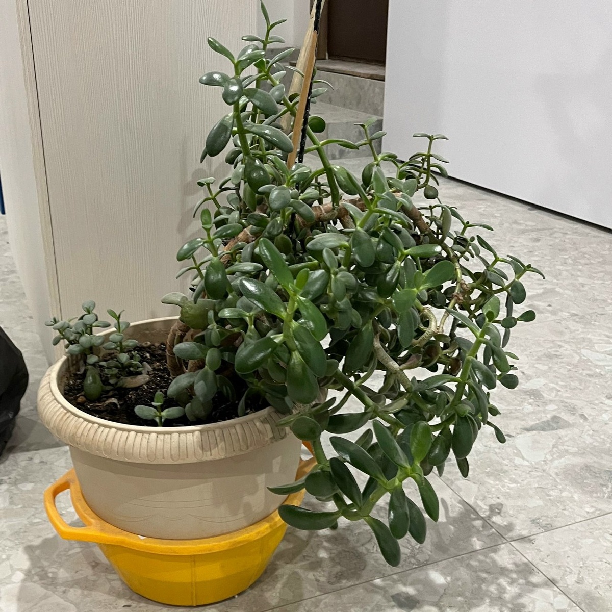 Толстянка ДО стрижки