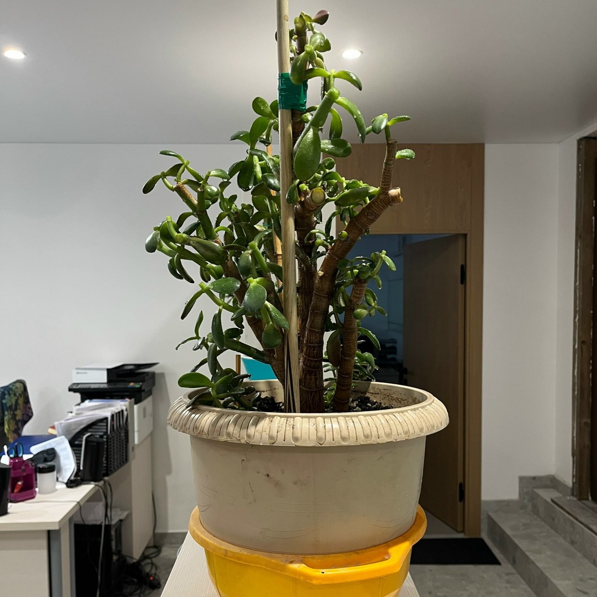 Толстянка ПОСЛЕ стрижки 