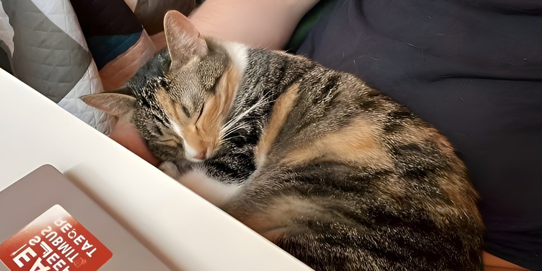 Пуффи: история стойкости и любви из приюта «Муркоша»